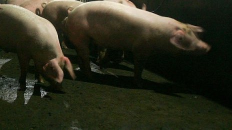 Жизненоважно: защо прасетата се валят в калта
