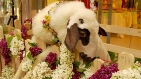 Около 200 хил. българи вдигат чаши на Гергьовден