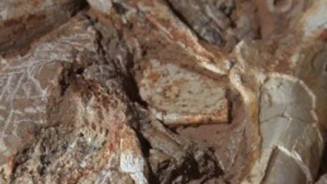 Откриха фосили на малки тарбозаври