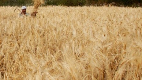 Пшеницата скача със 70-80% до средата на века
