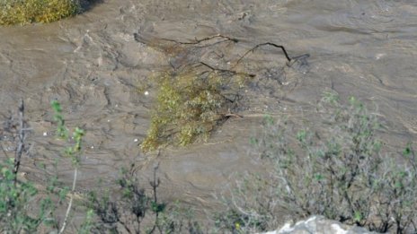 Двегодишно дете се удави в Марица