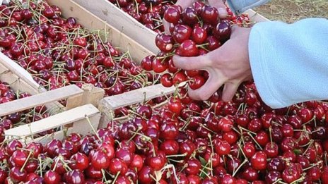 239 кг е средният добив на череши в Кюстендилско