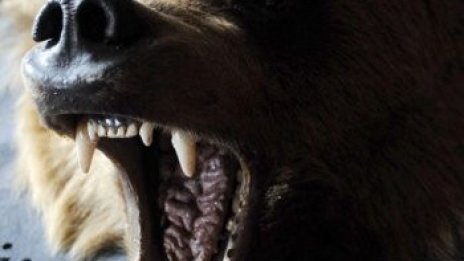 Полицаи иззеха 48 ловни трофея при спецакция