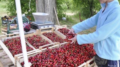 Войната за черешите в България