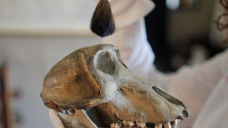 Откриха череп на маймуна на 20 млн. години