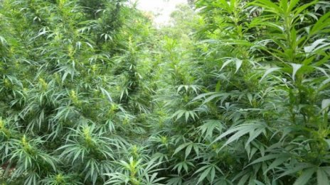 420 кг марихуана спипаха при спецакция