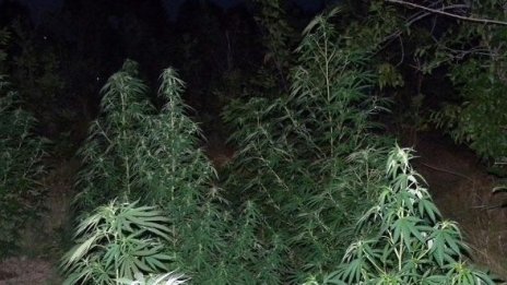 Полицаи иззеха близо 100 кг канабис в Петричко