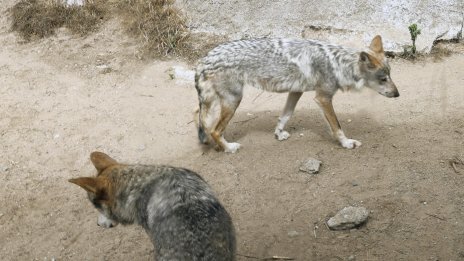 Глутница вълци броди в квартали на Солун