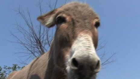 Да си купиш телефон или да спасиш пострадало животно 