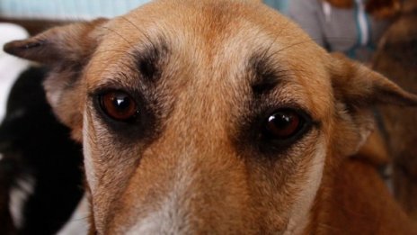 И най-глупавото животно е... куче, изяло 100 камъка