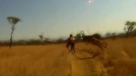 Антилопа скочи на колоездач по време на състезание