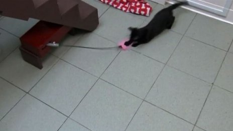 Нова измишльотина – дистанционна игра с коте 