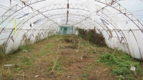 Удариха три оранжерии с канабис в руенско село