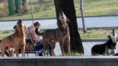 Шок и ужас в Казичене: Глутница бездомни кучета нападат хора и животни