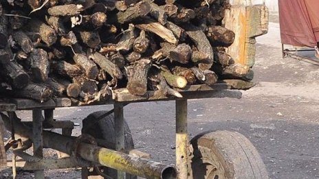 Прихванаха роми с каруци, секли дървета от Западния парк