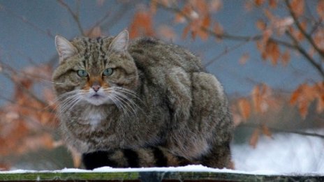 Котка стана донор на бъбрек на друга котка в Мемфис