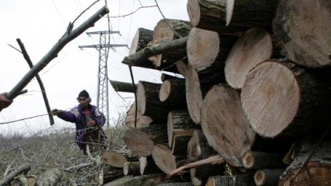 БСП дава Найденов на прокурор за далавери с дърва за огрев