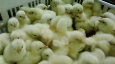 7000 новоизлюпени пилета овъглени при пожар в Горна Оряховица