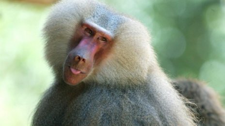 Научиха маймуни да разпознават написани думи