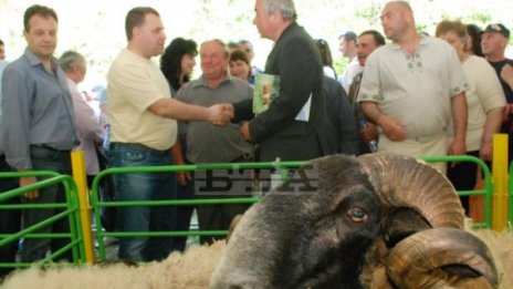 На Гергьовден ядем по-евтино агнешко и то българско
