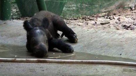 123 години очакване и... бебче суматрански носорог