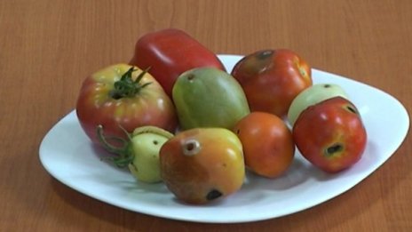 Не чакайте евтини домати това лято