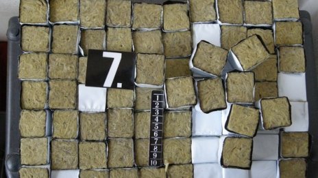 Оранжерия за отглеждане на канабис е разбита вчера във Врачанско