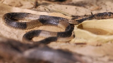 Самолет кацна аварийно заради...кобра на борда