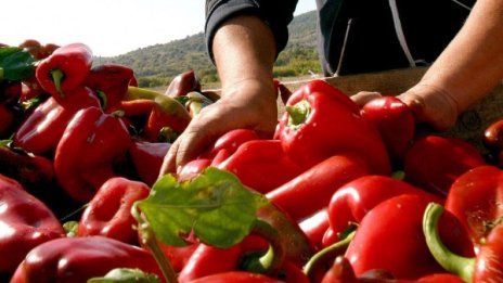Спипаха чушка с дрога в бургаския затвор 