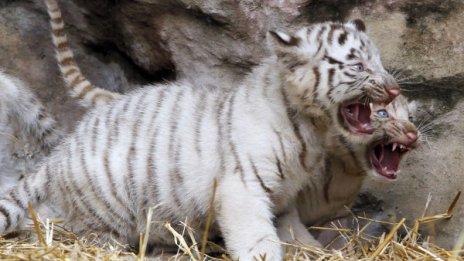 Две момченца и две момиченца - сладки и редки!