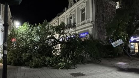 Дърво се разцепи и падна в пешеходния център на Русе 