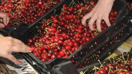На бунт срещу ниската изкупна цена на черешите