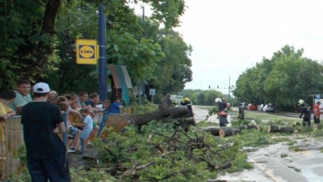Бурята изпочупи дървета в "Надежда" и "Младост"