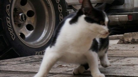 Мъж стреля по котка, улучи две жени