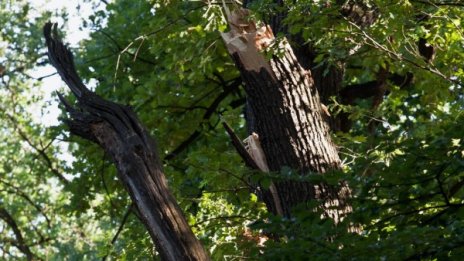 Паднал клон рани деветгодишно в Шумен