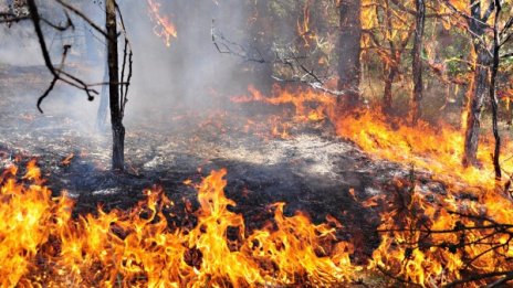 Пожари горят заради небрежност*