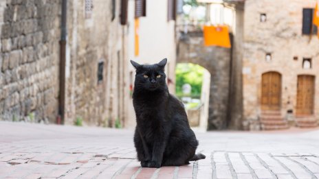 8 грешки, които почти всеки стопанин на котка допуска