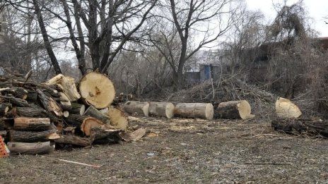 Прокуратурата погва фирми за доставка на дърва 