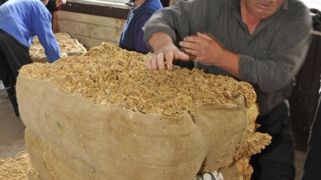 Започнаха плащанията към тютюнопроизводителите