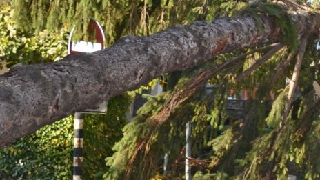 ТИР отсече три крайпътни дървета и спря в четвърто