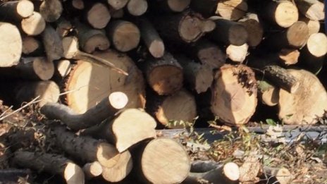 68-годишен почина при дърводобив