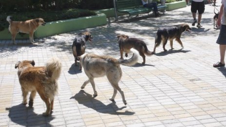 444 бездомни кучета са заловили от "Екоравновесие" за месец
