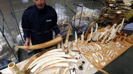 Белгия унищожи тон и половина нелегална слонова кост