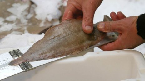 Забраниха продажбата на 3 т риба заради оцветители