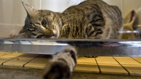 Котка донесе наркотик на стопанката си