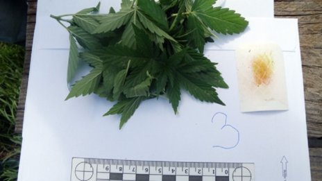 Оранжерия за канабис разкрита при спецоперация край Пазарджик