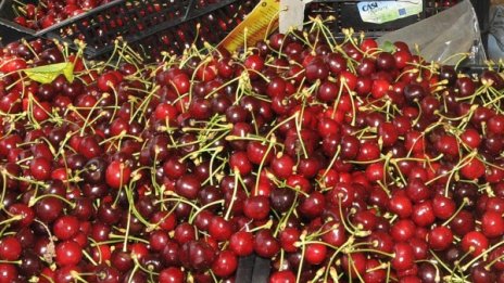 В Кюстендил очакват повишение на изкупната цена на черешите