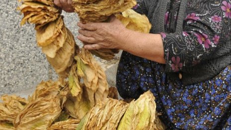 15% от тютюна у нас се продава нелегално, твърдят търговци