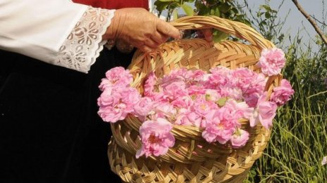 Крим иска да ни конкурира на световния пазар за розово масло