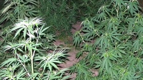 Иззеха канабисови растения и суха марихуана в Старозагорско